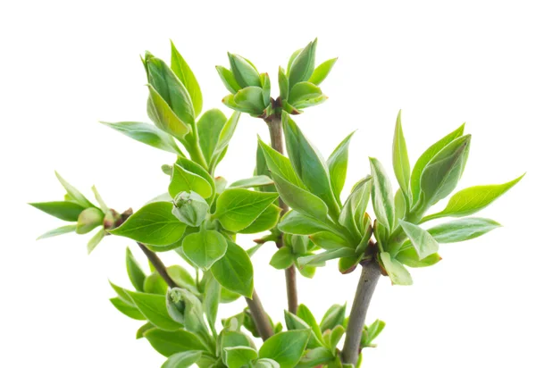 Spring buds on tree close up — Stock Photo, Image