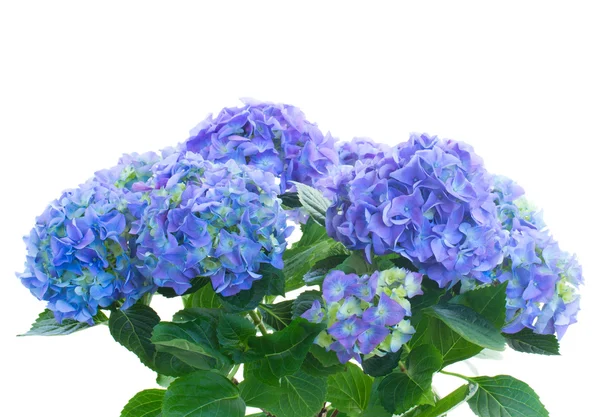 青いオルテンシア花の束 — ストック写真