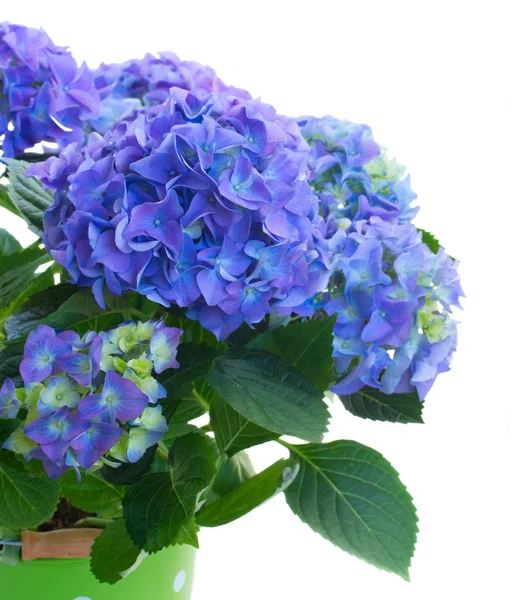 Blue fresh hortensia flowers close up — Stock Photo, Image