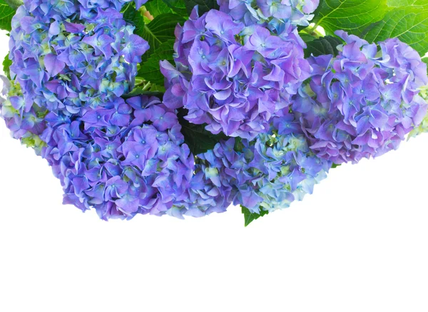 Border of fresh blue hortensia flowers