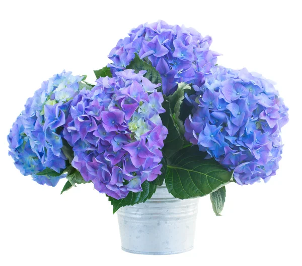 Wiązanka kwiatów hortensia niebieski — Zdjęcie stockowe