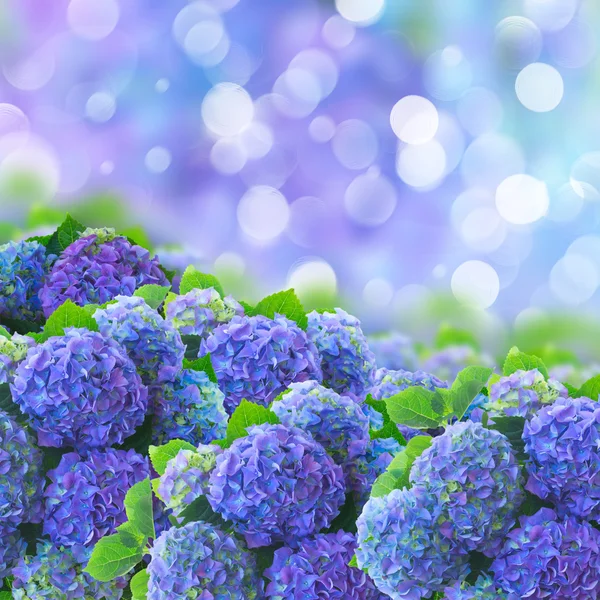 Blue hortensia flowers — Stock Image Blue hortensia flowers Royalty Free Stock Images