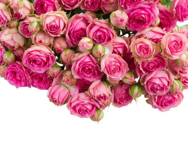 Border of  fresh pink roses — Stock Photo, Image