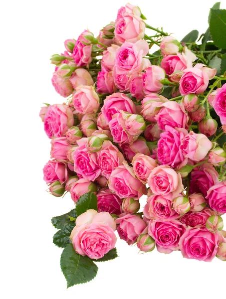 Pile  of   fresh pink roses — Stock Photo, Image