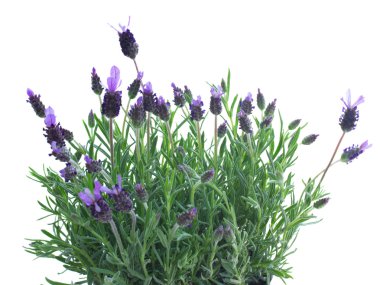 taze mor lavanta çiçekleri beyaz