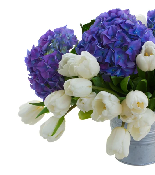 White tulips and blue hortensia flowers close up — Stock Photo, Image