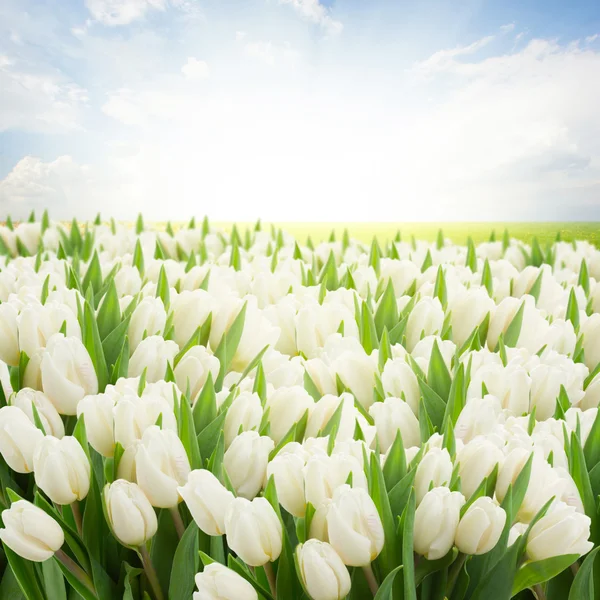 Green lawn with white tulips — Stock Photo, Image
