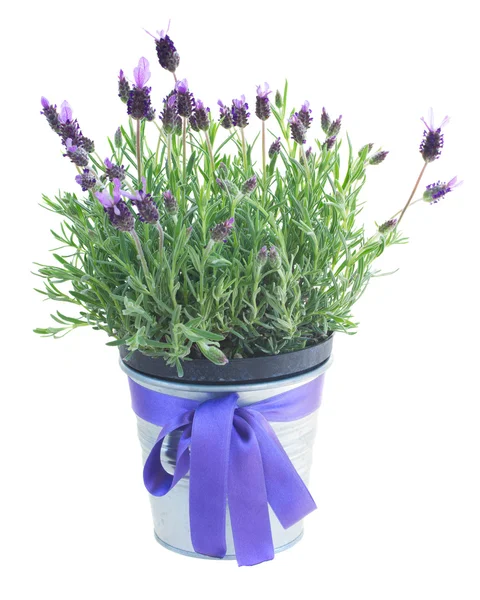 Pot of lavender flowers on white — Stock Photo, Image