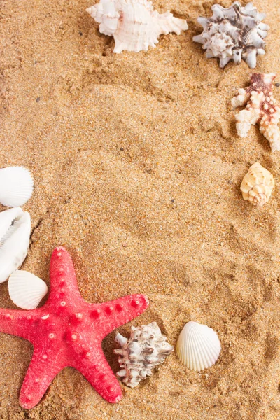 Étoiles de mer et coquillages cadre sur sable — Photo