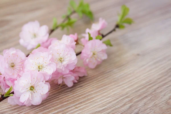 Brindille de fleurs de cerisier rose fraîches — Photo