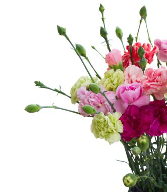 karanfil çiçek yakın çekim