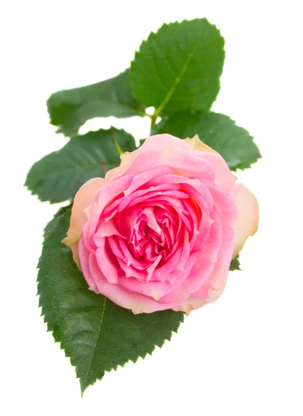 Одна рожева троянда з зеленим листям — стокове фото