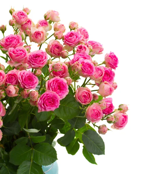 Bouqet of fresh pink roses close up — Stock Photo, Image