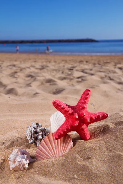 Starfish ans seashells on sea shore — Stock Photo, Image