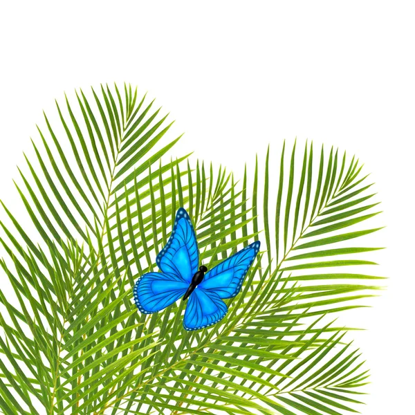 Palm leaves with butterfly — Stock Photo, Image