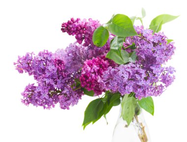buket lilac
