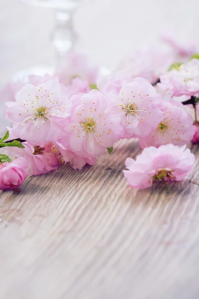 Flores de cerezo rosa — Foto de Stock