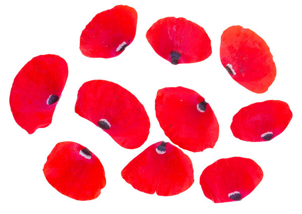 red poppy petals