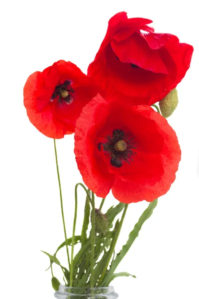 Posy van papaver bloemen — Stockfoto