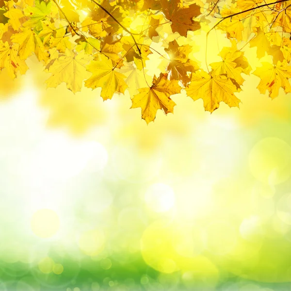 秋の葉と緑の草 — ストック写真