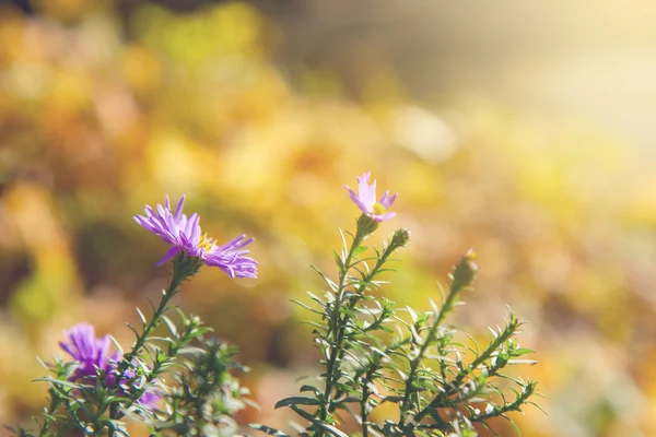 Aster λουλούδια στο φως του φθινοπώρου — Φωτογραφία Αρχείου