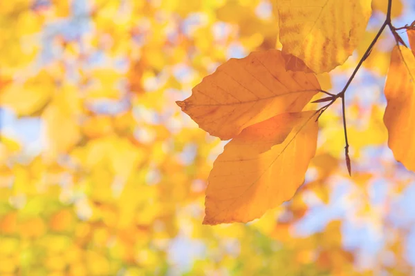 Gelbe Blätter im Herbstpark — Stockfoto