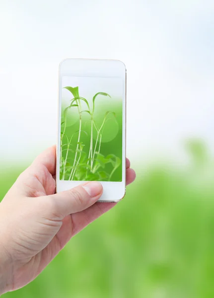 holding smart phone against  green nature  background