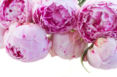 pembe peonies kenarlığı