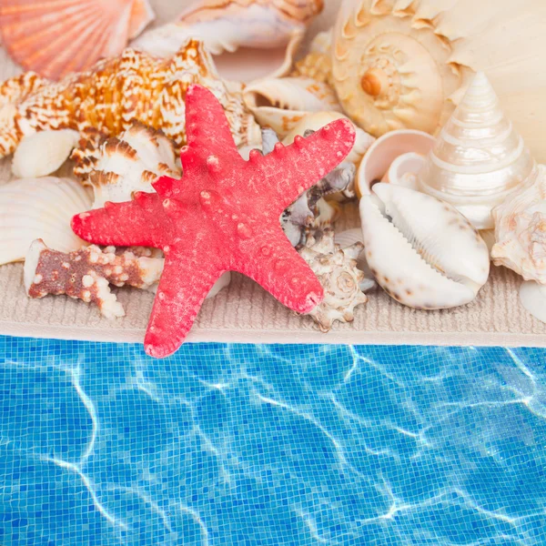 Starfish and seashells border — Stock Photo, Image