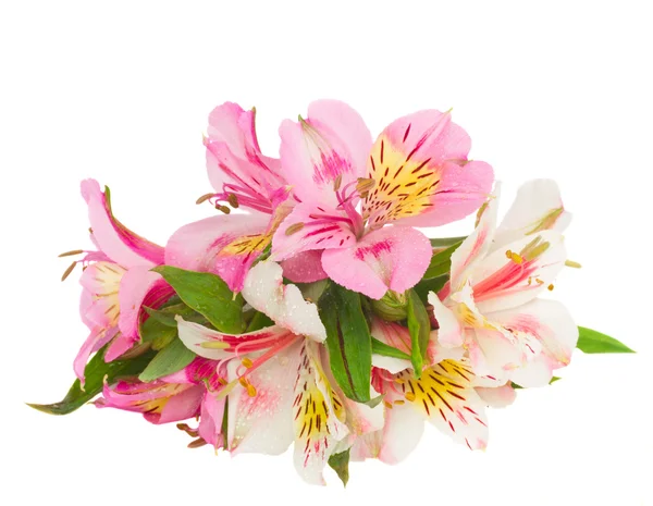 Alstroemeria  flowers — Stock Photo, Image