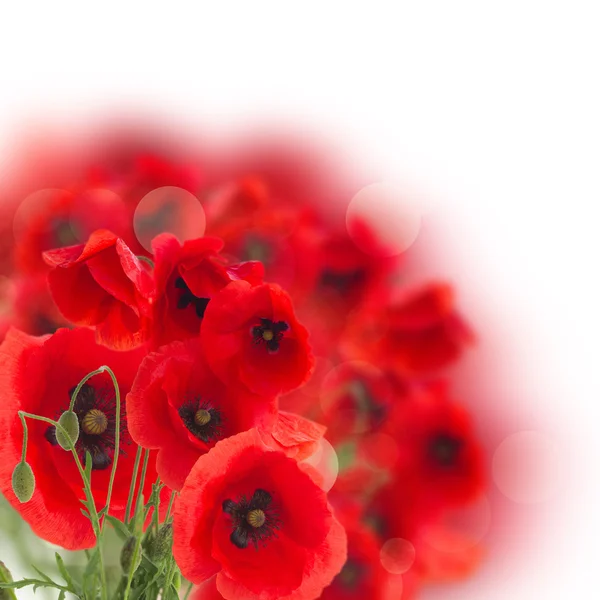 Bunch  of poppy flowers — Stock Photo, Image