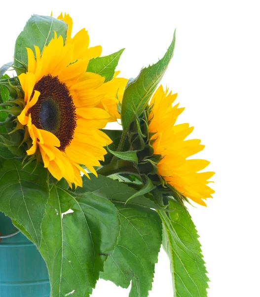 Sunflowers close up — Stock Photo, Image