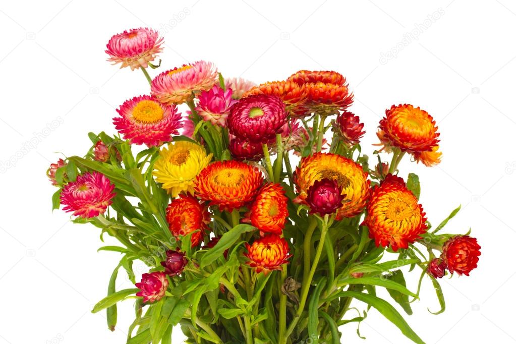 Everlasting Flowers Stock Photo By C Neirfys