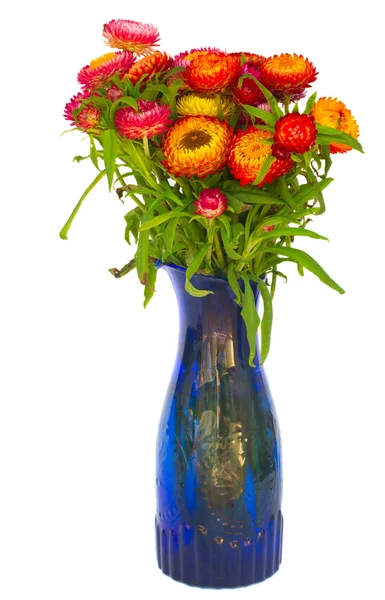 Bouquet of Everlasting flowers — Stock Photo, Image