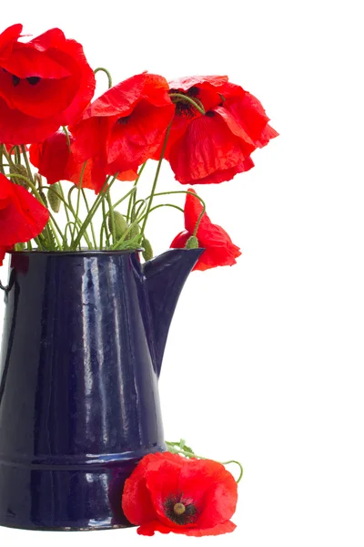 Posy de flores de amapola — Foto de Stock