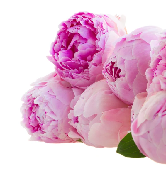 Розовые пионы — стоковое фото