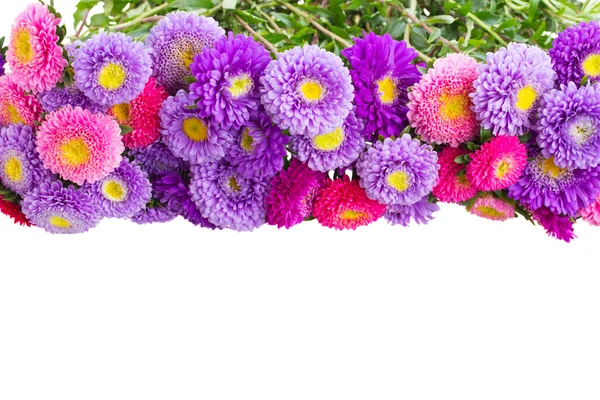 Aster blommor — Stockfoto