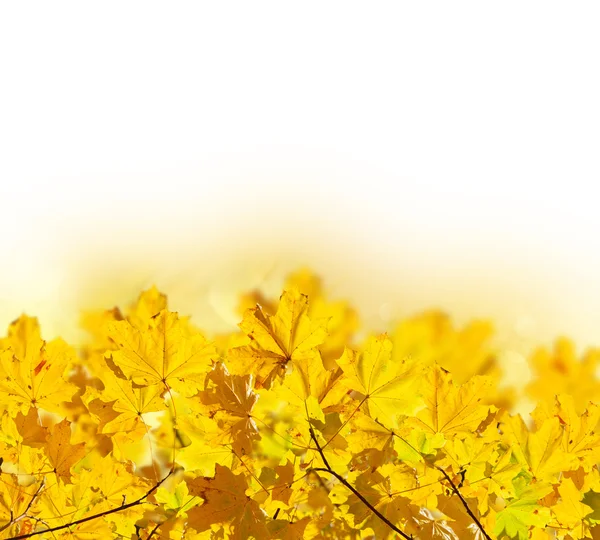 Herbst-Ahornblätter — Stockfoto