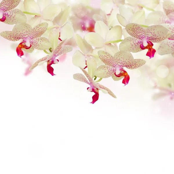 Teneri fiori di orchidea rosa con farfalle — Foto Stock