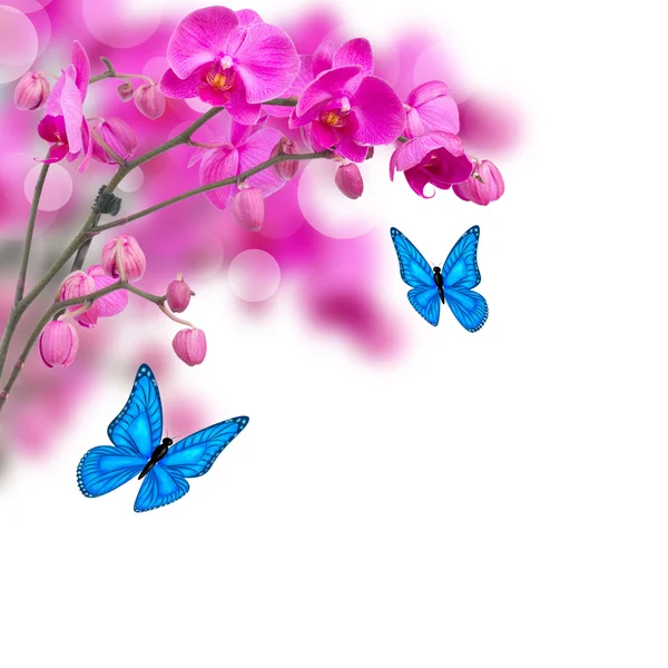 Βιολετί λουλούδια ορχιδέας με πεταλούδες — Φωτογραφία Αρχείου