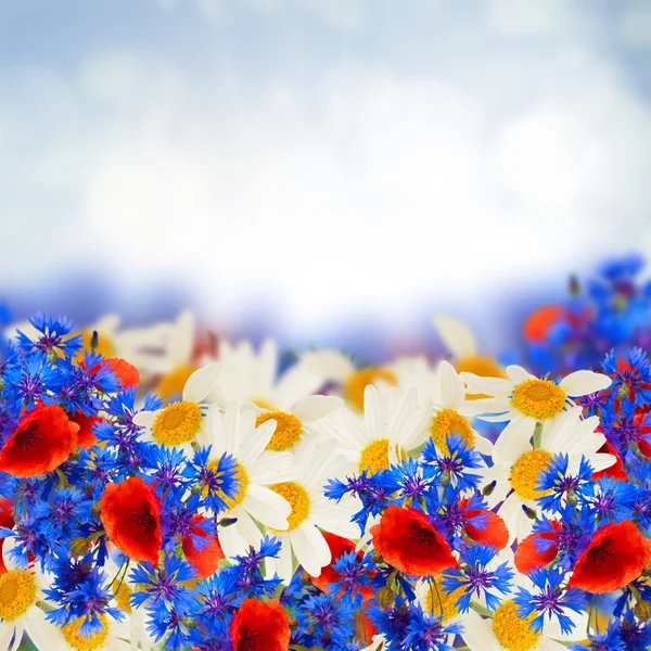 Poppy and cornflower — Stock Photo, Image