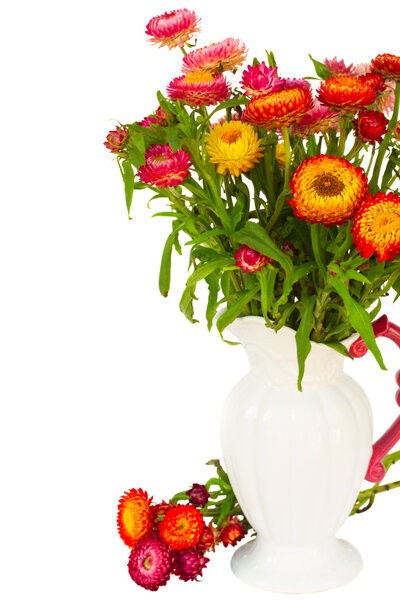 Everlasting flowers in vase