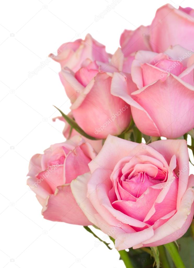 close up of fresh pink garden roses