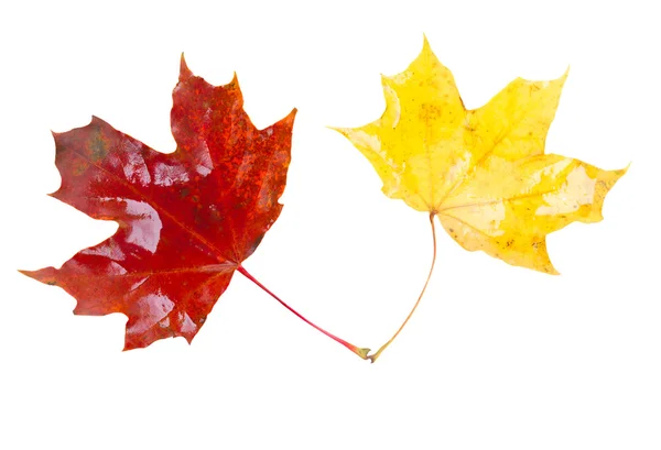 Gelbe und rote Herbstblätter — Stockfoto
