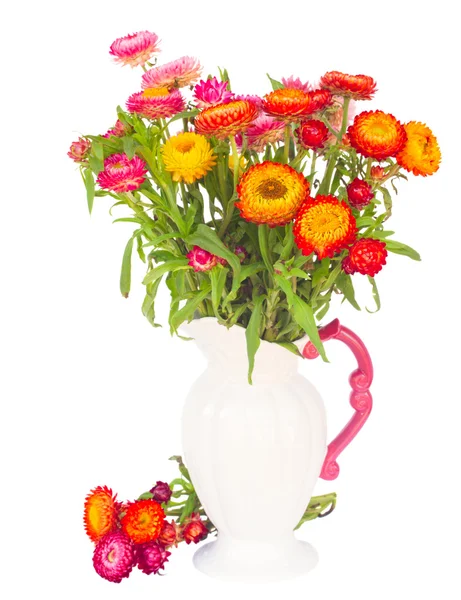 Eeuwigdurende bloemen — Stockfoto