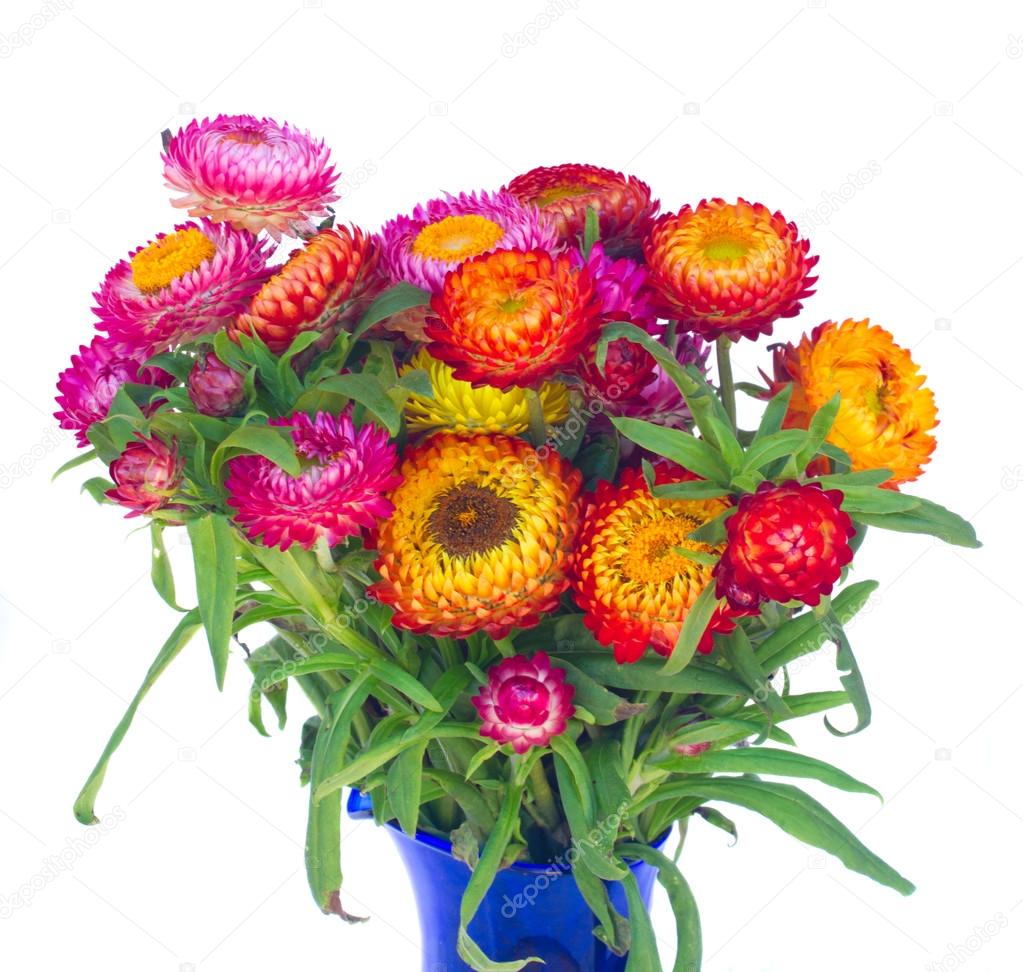 Everlasting Flower Stock Photos Royalty Free Images Depositphotos