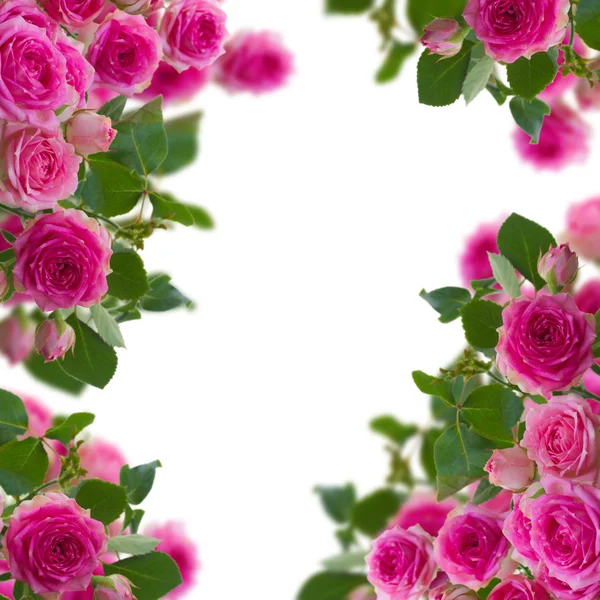 Marco de rosas rosadas brunches de cerca —  Fotos de Stock