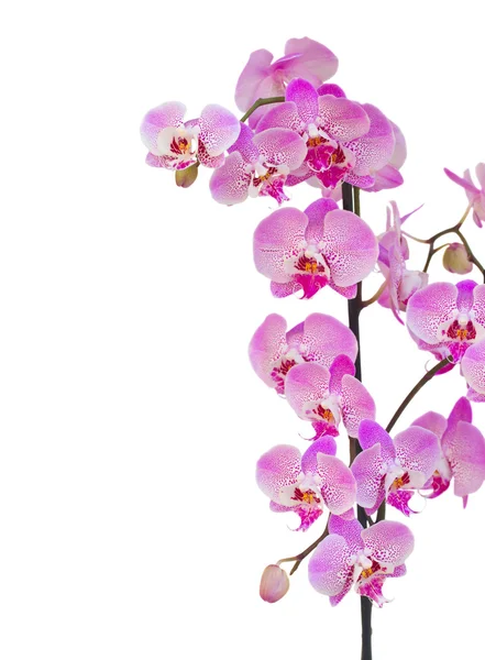 Pink  orchid branch border — Stock Photo, Image