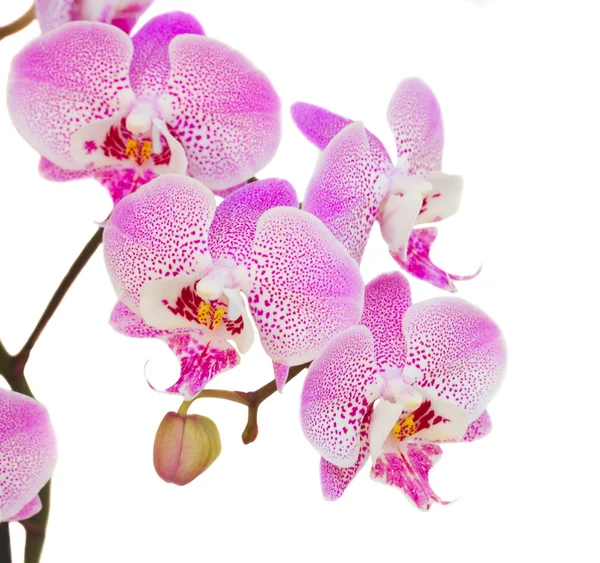 Orchideenzweig aus nächster Nähe — Stockfoto