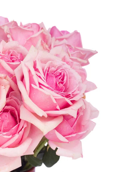 Close up of fresh pink garden roses — Stock Photo, Image